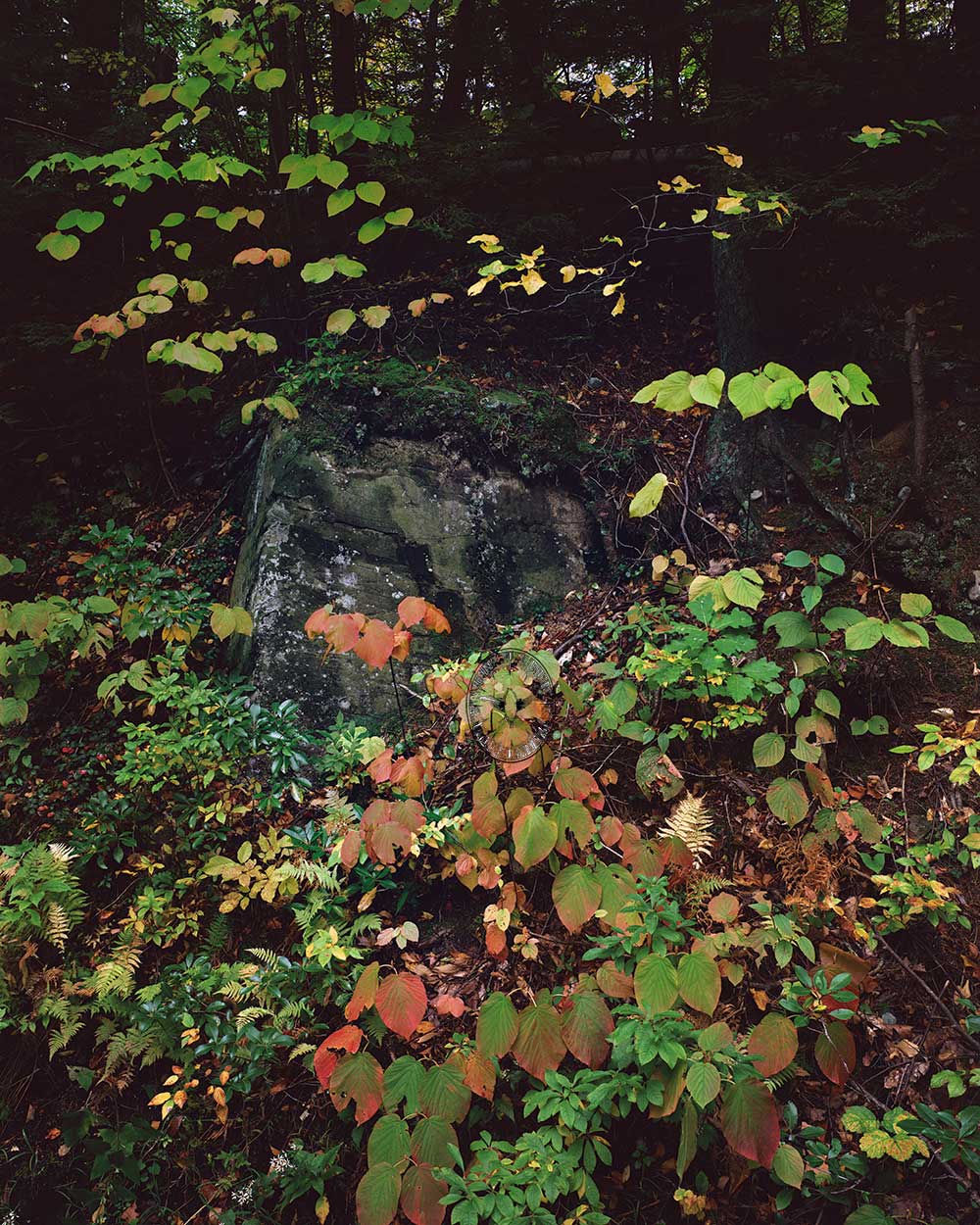 Fall Ferns in Gold, Mink Hollow Road Lake Hill, NY 1986